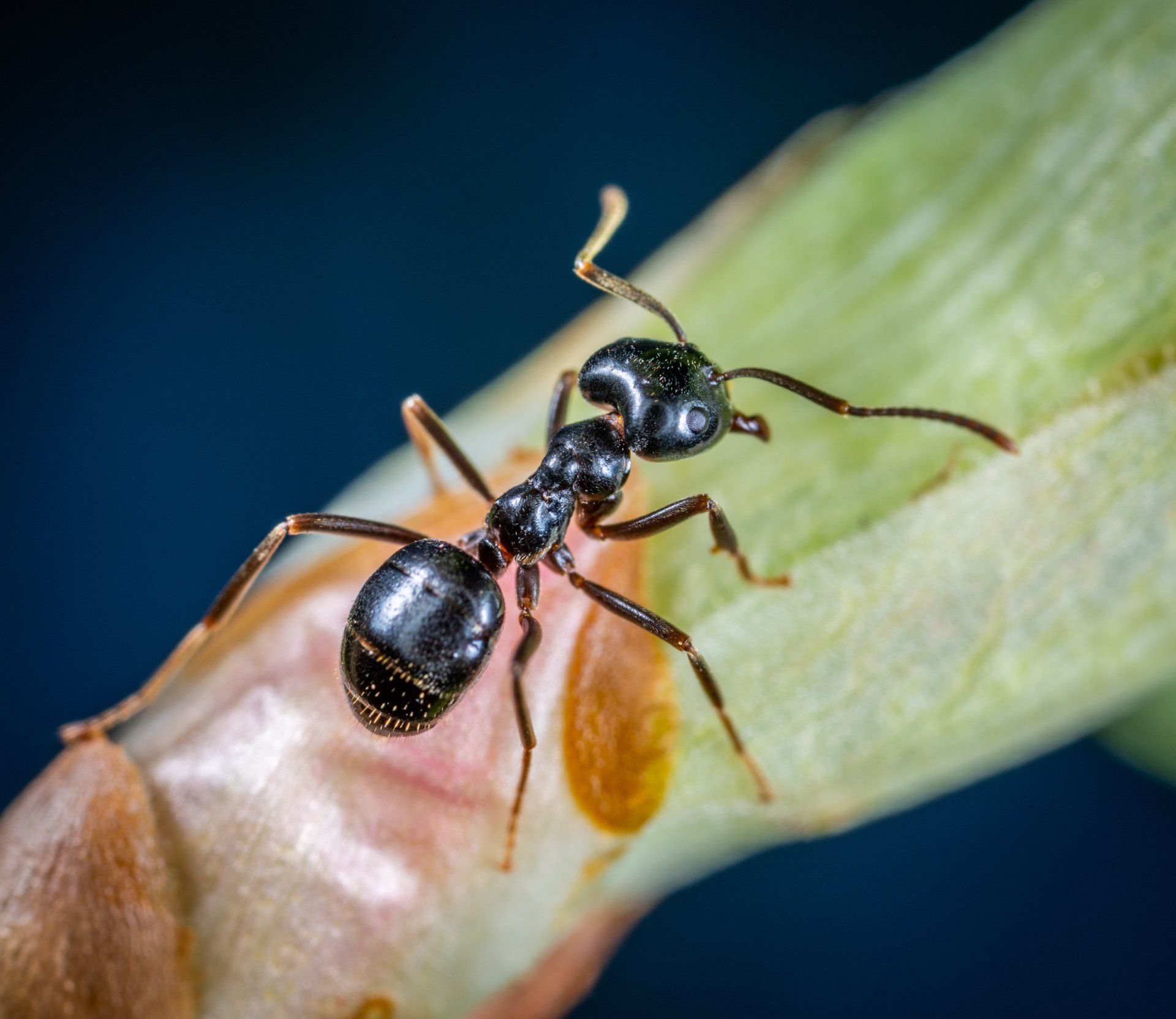 Ants on a surface — ant control service in West Jordan, UT