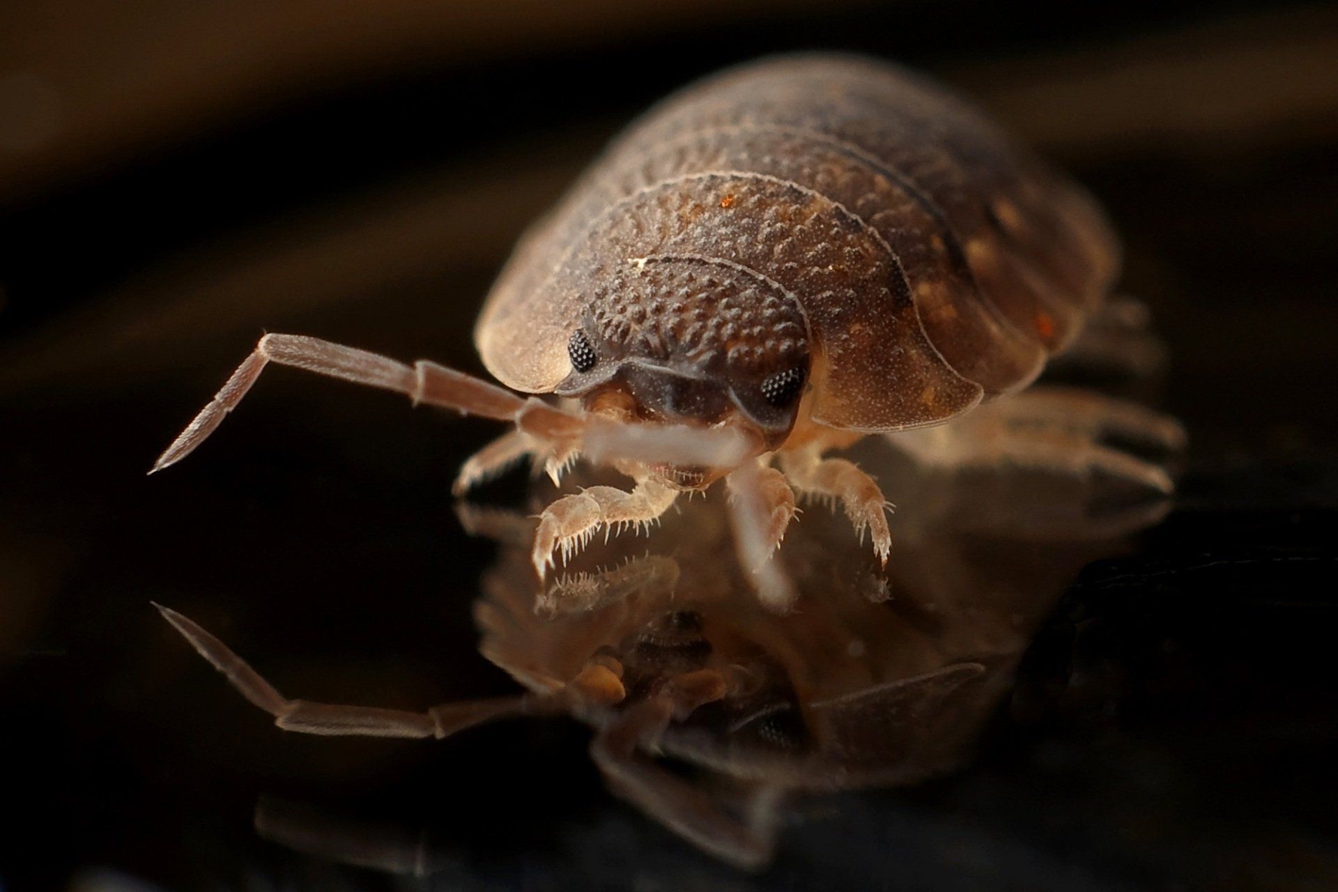 Close-up of a bed bug on a dark reflective surface — bed bug control in West Jordan, UT