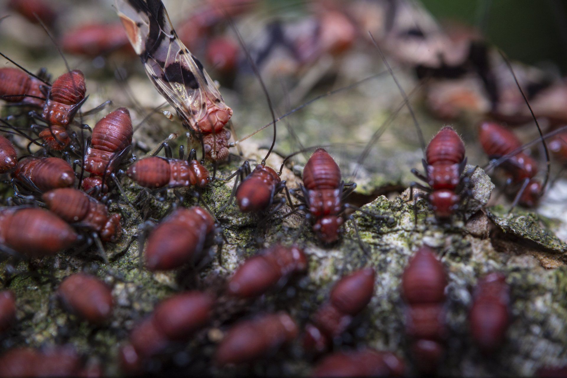 Colony of reddish-brown termites on weathered wood — termite control in West Jordan, UT