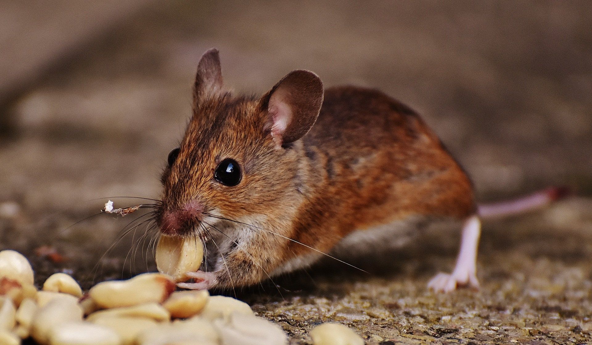 Rat — rodent and rat control services in West Jordan, UT