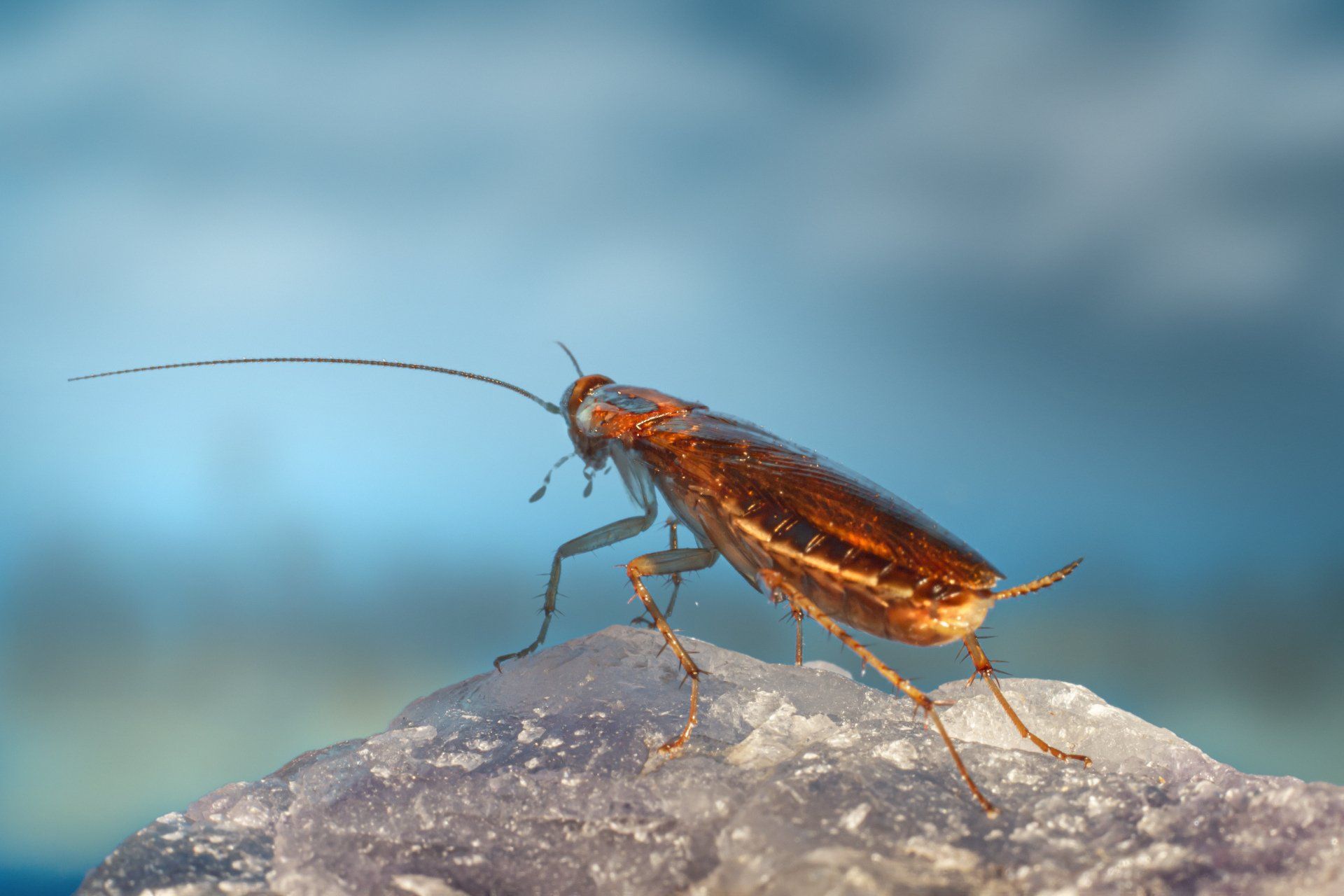 Cockroach — cockroach control service in West Jordan, UT