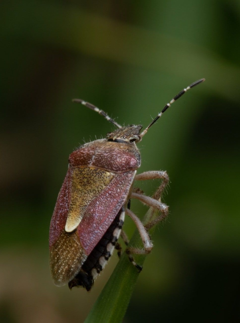 Stink bug with its shield-shaped body — stink bug removal in West Jordan, UT